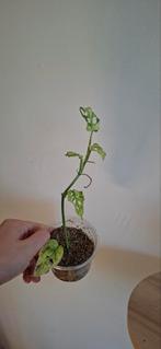 Monstera Frozen Freckles - Zeldzame kamerplant, Ophalen, Halfschaduw, Minder dan 100 cm