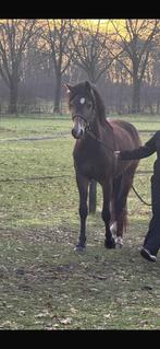 Knappe 3jarige merrie, Dieren en Toebehoren, Paarden, Minder dan 160 cm, 3 tot 6 jaar, Onbeleerd, Recreatiepaard