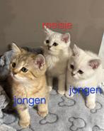 Kittens brits korthaar, Dieren en Toebehoren, Katten en Kittens | Raskatten | Korthaar, Meerdere dieren, Ontwormd, 0 tot 2 jaar