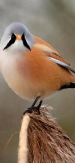 Baardman man uit ‘25, Dieren en Toebehoren, Mannelijk, Geringd