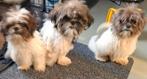 Boomer pups, Overige rassen, 8 tot 15 weken, Meerdere, Meerdere dieren