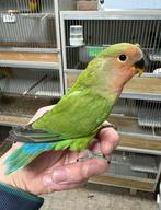 3 x Agapornis dwergpapegaai roseicollie om tam te maken., Vrouwelijk, Dwergpapegaai of Agapornis, Tam