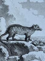 Wasbeer - krab etende - ets - Le Crabier / Buffon 1770, Antiek en Kunst, Ophalen of Verzenden