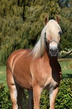 **KNAPPE & LIEVE 4 JARIGE GROTE HAFLINGER MERRIE **, Dieren en Toebehoren, Pony's, 3 tot 6 jaar, Onbeleerd, Recreatiepony, Gechipt
