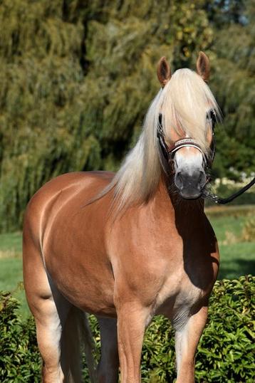 **KNAPPE & LIEVE 4 JARIGE GROTE HAFLINGER MERRIE ** beschikbaar voor biedingen