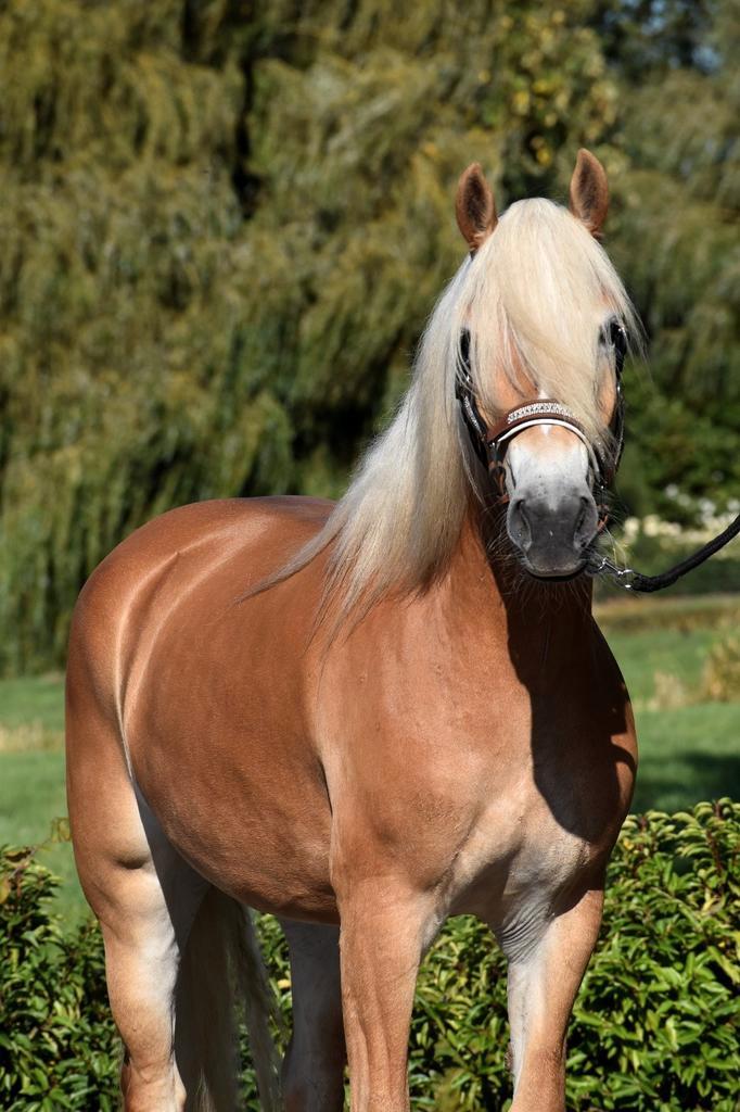 **KNAPPE & LIEVE 4 JARIGE GROTE HAFLINGER MERRIE **, Dieren en Toebehoren, Pony's, Merrie, Onbeleerd, E pony (1.48m - 1.57m), Recreatiepony