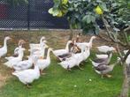 Ganzen, zie beschrijving, Dieren en Toebehoren, Pluimvee, Meerdere dieren, Gans of Zwaan