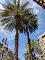 Palmboom zaailingen, Tuin en Terras, Planten | Bomen, Minder dan 100 cm, Zomer, Volle zon, Ophalen of Verzenden
