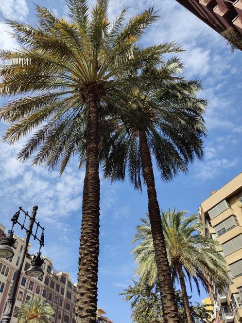 Palmboom zaailingen, Tuin en Terras, Planten | Bomen, Palmboom, Minder dan 100 cm, Volle zon, Zomer, Ophalen of Verzenden