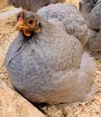 Broedeieren aangeboden Cochin kippen, Kip, Geslacht onbekend