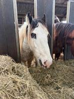 Irish Cob/ Tinker jaarling grote maat, Dieren en Toebehoren, Hengst, Minder dan 160 cm, 0 tot 2 jaar