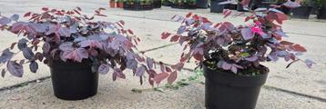  Loropetalum chinensis 'Fire Dance' | heksenstruik beschikbaar voor biedingen