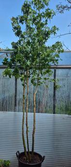 Amberboom meerstammig, Tuin en Terras, Bloeit niet, Overige soorten, 100 tot 250 cm, Ophalen