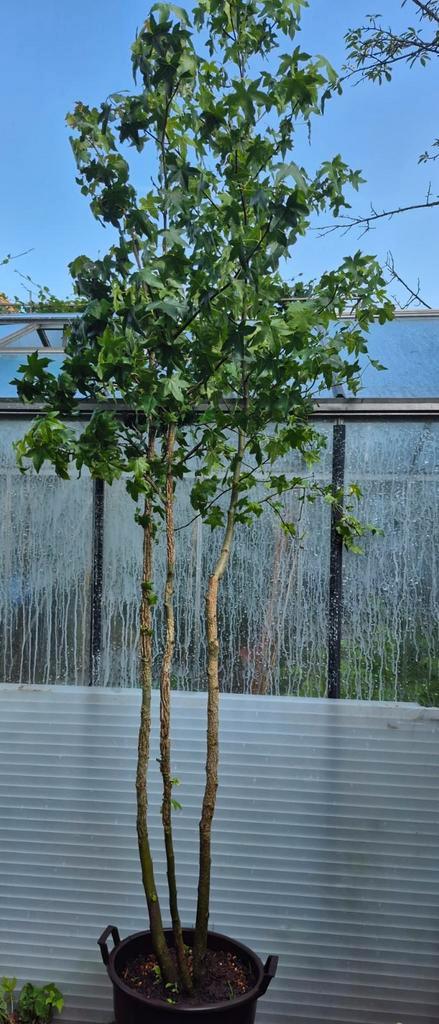 Amberboom meerstammig, Tuin en Terras, Planten | Bomen, Overige soorten, 100 tot 250 cm, Volle zon, Bloeit niet, In pot, Ophalen
