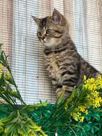 Britse korthaar kitten ouderstamboom ( witte, tijger) kater, Dieren en Toebehoren, Katten en Kittens | Raskatten | Korthaar, Kater