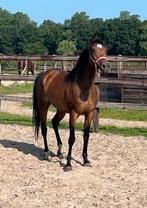 3 jarige merrie, Dieren en Toebehoren, Merrie, Gechipt, 3 tot 6 jaar, Onbeleerd