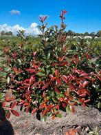 Photinia fras red robin. Glansmispel, Ophalen of Verzenden, Overige soorten, 100 tot 250 cm