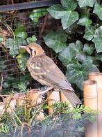 Damalijster, Vrouwelijk, Wildzangvogel, Geringd