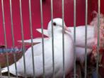 Witte tortelduiven, Dieren en Toebehoren, Vogels | Duiven, Meerdere dieren