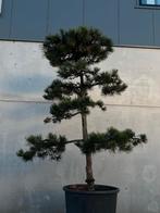 Pinus mooie naaldboom, Tuin en Terras, Planten | Bomen, Bloeit niet, Halfschaduw, Overige soorten, 400 cm of meer