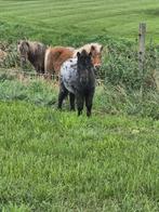 Zeer mooie appaloosa merrie en veulens, Hengst, A pony (tot 1.17m), 0 tot 2 jaar