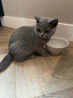 Brits korthaar poesje Raszuiver. Mag het nest verlaten!, Dieren en Toebehoren, Katten en Kittens | Raskatten | Korthaar, Kater