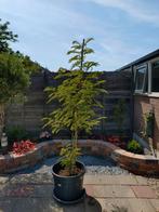 Perzische slaapboom (Albizia julibrissin 'E.H. Wilson'), Tuin en Terras, Planten | Bomen, Ophalen, In pot, Overige soorten