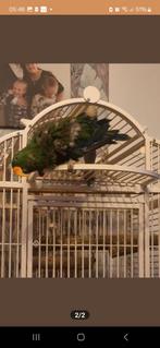 Edelpapagaai man van 10 jaar praat wat woordjes, Dieren en Toebehoren, Mannelijk, Papegaai