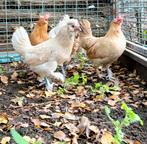Boerenkriel hennen, Dieren en Toebehoren, Vrouwelijk, Kip