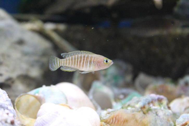 Neolamprologus Multifasciatus - Slakkenhuiscichliden, Dieren en Toebehoren, Vissen | Aquariumvissen, Zoetwatervis, Vis, Schoolvis