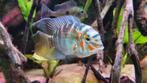 Zuid Amerikaanse Cichliden: Krobia xinguensis, Dieren en Toebehoren, Vissen | Aquariumvissen, Vis, Zoetwatervis