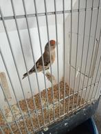 Kanarie x putter, Mannelijk, Wildzangvogel, Geringd
