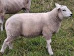 Swifter dekram, Dieren en Toebehoren, Schapen, Geiten en Varkens, Mannelijk, Schaap, 0 tot 2 jaar