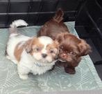 Shih Tzu pup 3 reutjes, diverse kleuren, 8 tot 15 weken, CDV (hondenziekte), Meerdere, Nederland