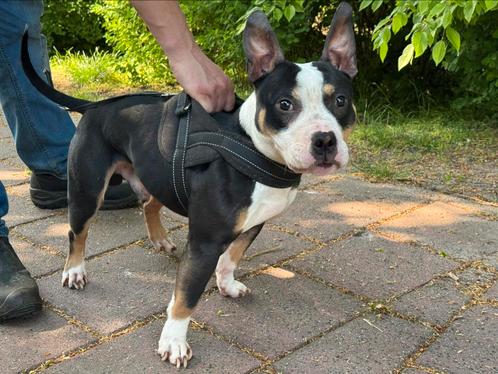 amercian micro bully met stamboom, Hobby en Vrije tijd, Overige Hobby en Vrije tijd, Ophalen