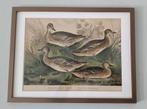 oude prent gravure eend eenden vintage boekgravure ingelijst, Antiek en Kunst, Kunst | Etsen en Gravures, Ophalen of Verzenden