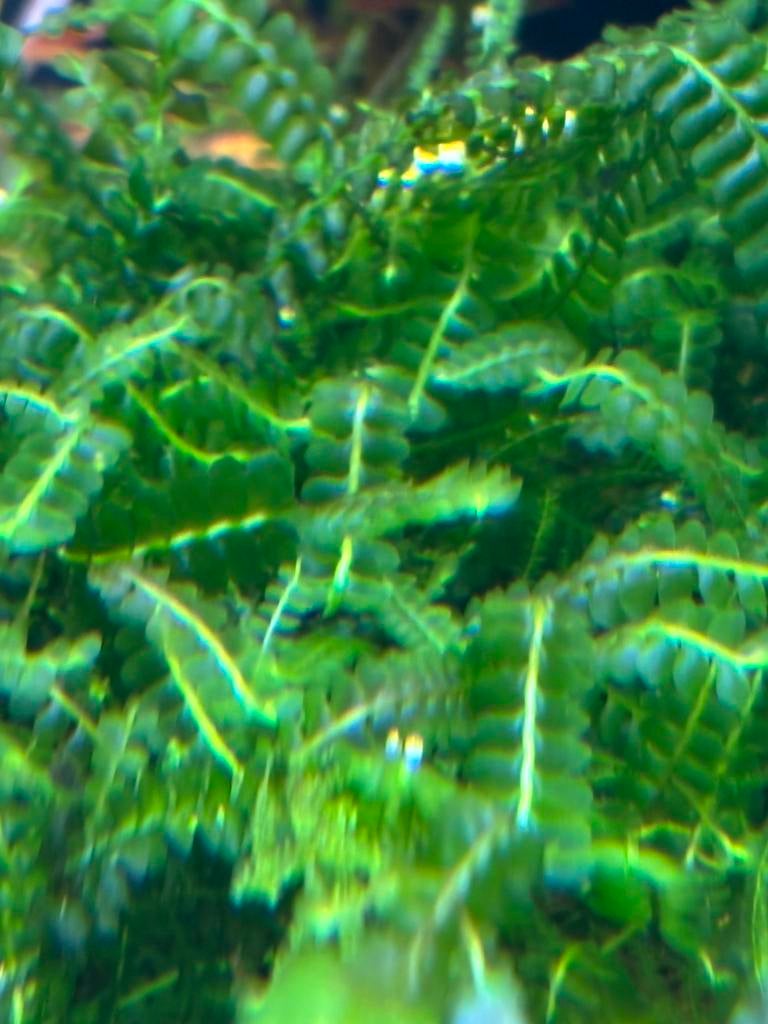 Cameroon mos, Kreeft, Krab of Garnaal