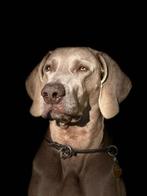 Puppy weimarse staande honden, Dieren en Toebehoren, Rabiës (hondsdolheid), Overige rassen, 8 tot 15 weken, Buitenland