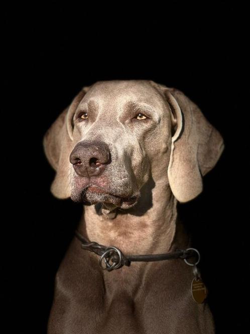Puppy weimarse staande honden, Dieren en Toebehoren, Honden | Setters en Staande honden, Meerdere dieren, Overige rassen, Fokker | Professioneel