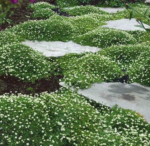 Sagina Subulata | Echte Schijnmos | Chemievrij, Tuin en Terras, Planten | Tuinplanten, Vaste plant, Bodembedekkers, Volle zon
