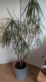 Kamerplant Dracaena 165cm Dragon Tree, Huis en Inrichting, Kamerplanten, Ophalen, Palm, Halfschaduw, In pot