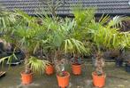 Palmboom, palmbomen, Trachycarpus Fortunei, winterhard🌴, Tuin en Terras, 100 tot 250 cm, Zomer, Palmboom, Ophalen