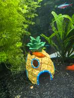 5x Platy visjes in de kleur oranje, Dieren en Toebehoren, Vis, Zoetwatervis