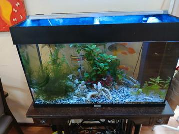 Compleet aquarium met planten en vissen beschikbaar voor biedingen