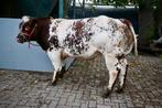 Stamboek Verbeterd Roodbont dikbil stier, Dieren en Toebehoren, Mannelijk, 0 tot 2 jaar