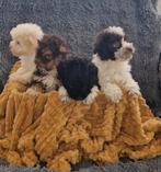 Prachtige toypoedel pups, Poedel, Fokker | Hobbymatig, Rabiës (hondsdolheid), 8 tot 15 weken