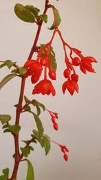 Begonia fuchioides plant, Tuin en Terras, Planten | Tuinplanten, Ophalen, Zomer, Overige soorten, Volle zon