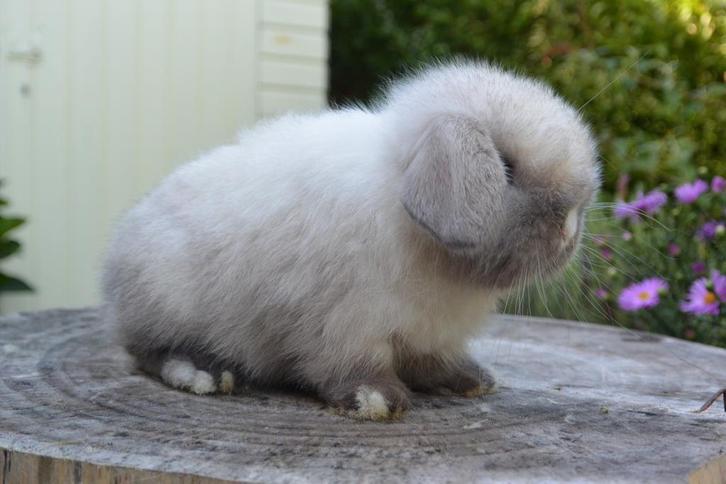 Super knap seal point VM minilop rammetje te koop, Dieren en Toebehoren, Konijnen, Dwerg, Mannelijk, 0 tot 2 jaar, Hangoor