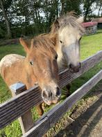 Appaloosa hengst te koop, Dieren en Toebehoren, Paarden, Gechipt, Minder dan 160 cm, Niet van toepassing, 0 tot 2 jaar