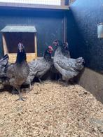 Bleu de landes kippen | Goede leggers | Gezellige kippen, Vrouwelijk, Kip
